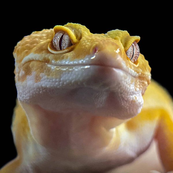 What's the Optimal Sunlight Exposure for a Leopard Gecko's Health?